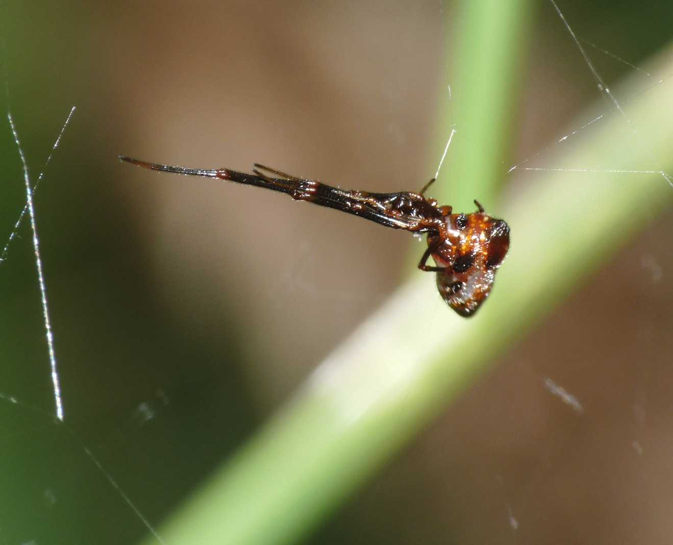Argyrodes di colore insolito (con video)